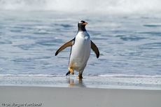 Eselspinguin (83 von 97).jpg